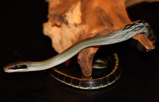 Orthriophis taeniurus ssp.