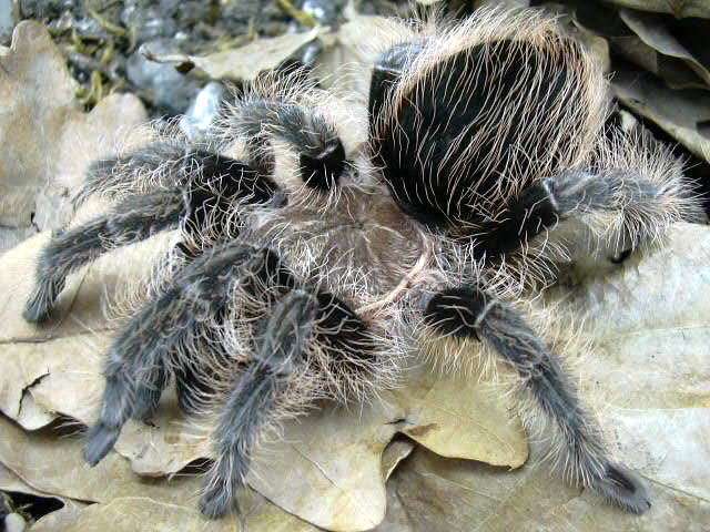Brachypelma albopilosum patelė