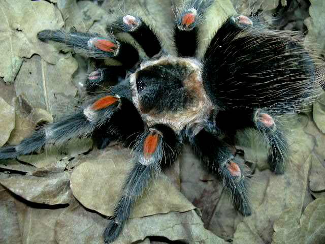Brachypelma auratum