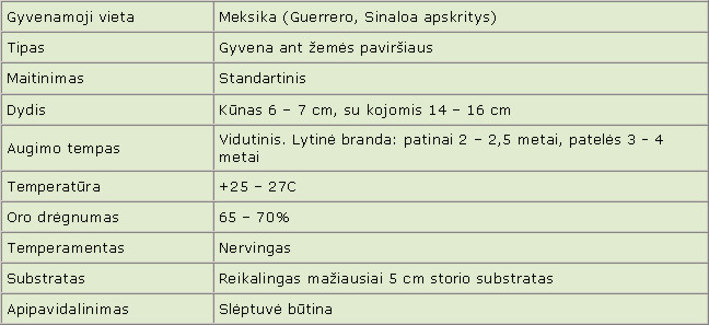 Brachypelma auratum