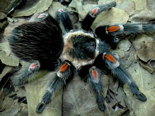 Brachypelma auratum