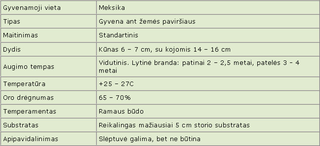 Brachypelma emilia