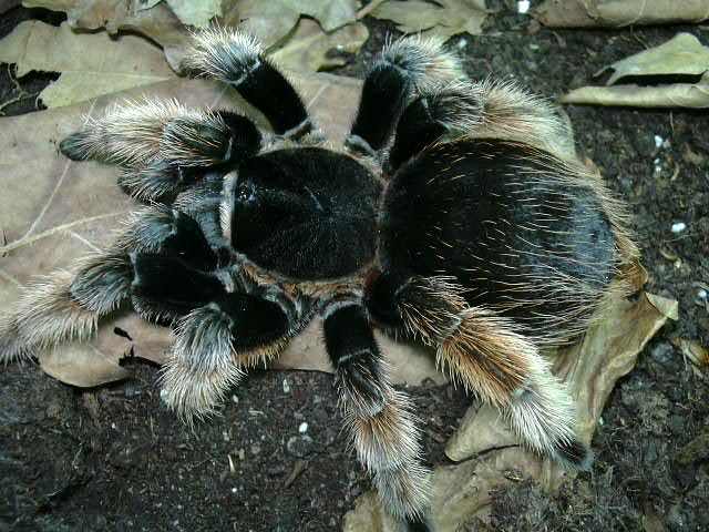 Brachypelma klaasi