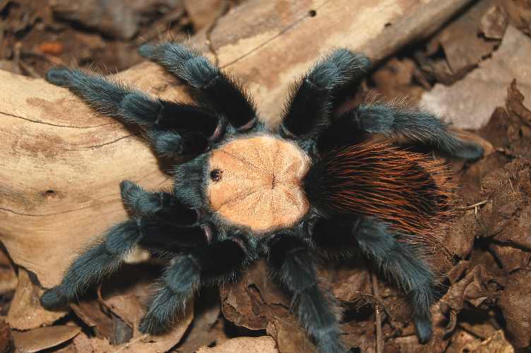 Brachypelma ruhnaui