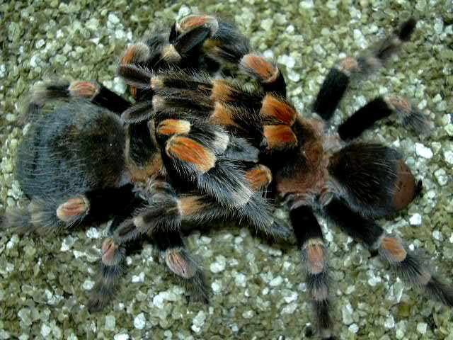 Brachypelma smithi