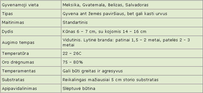 Brachypelma vagans