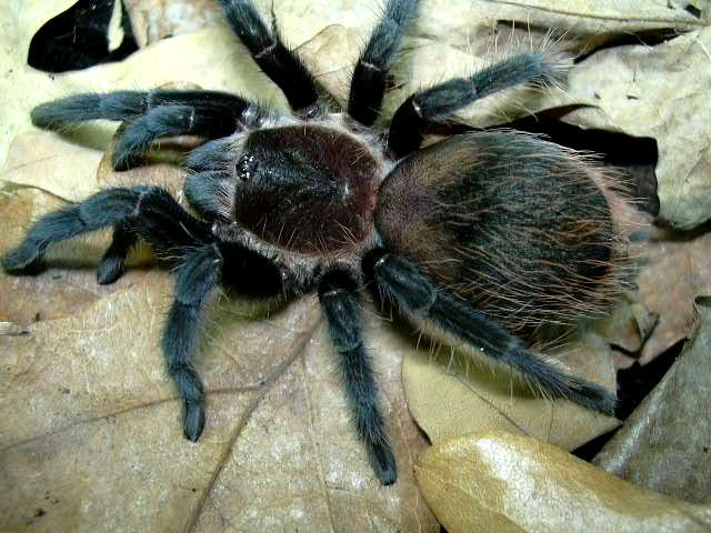 Brachypelma angustum