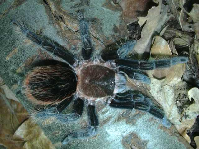 Brachypelma angustum