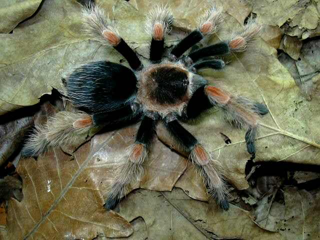 Brachypelma baumgarteni