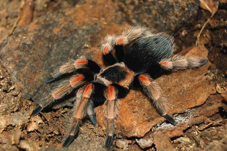 Brachypelma baumgarteni