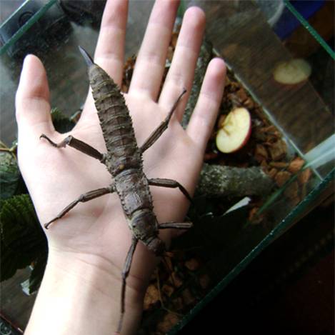 Eurycantha calcarata