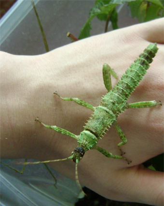 Eurycantha calcarata