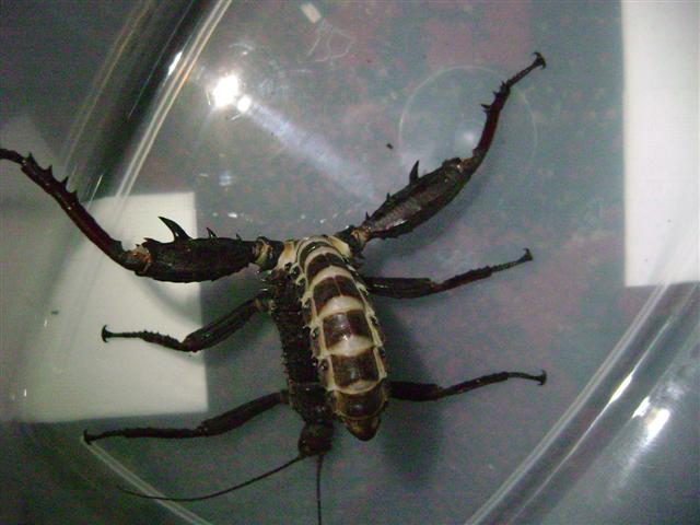 Eurycantha calcarata