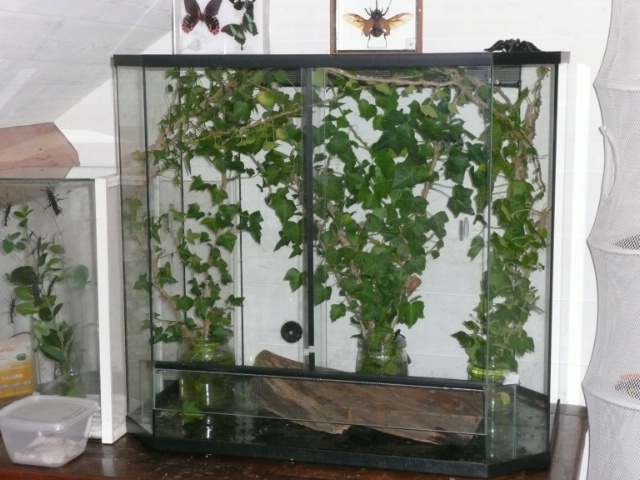 Eurycantha calcarata