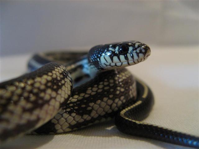 Lampropeltis getulus Californiae