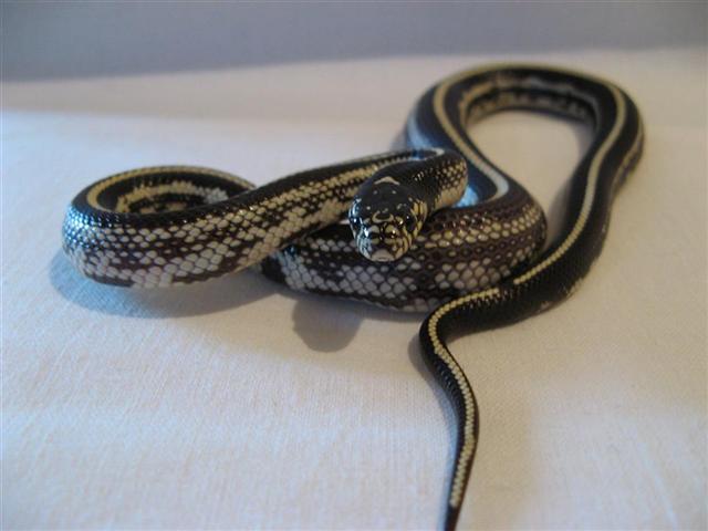 Lampropeltis getulus Californiae