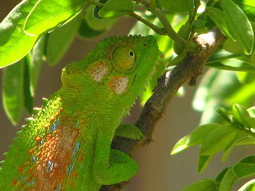 Chameleonai
