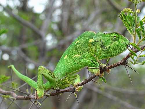 Chameleonai