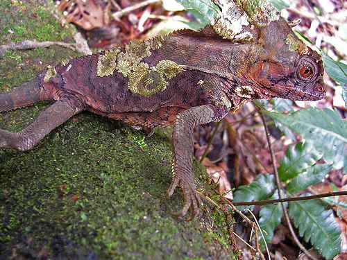 Chameleonai