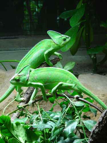 Chameleonai