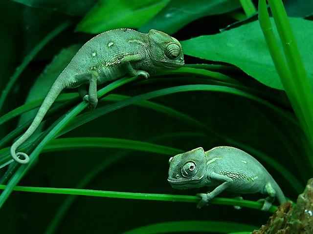 Chameleonai