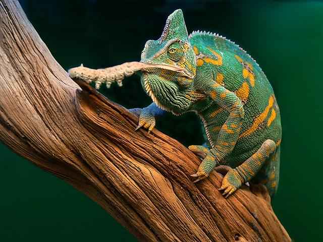 Chameleonai
