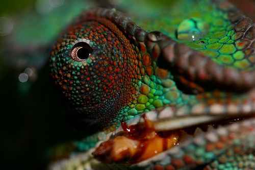 Chameleonai