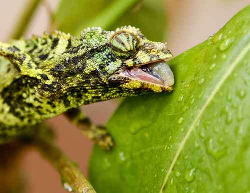 Chameleonai