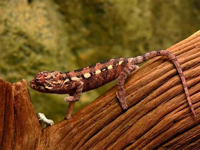 Chameleonai