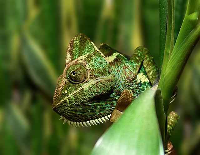 Chameleonai