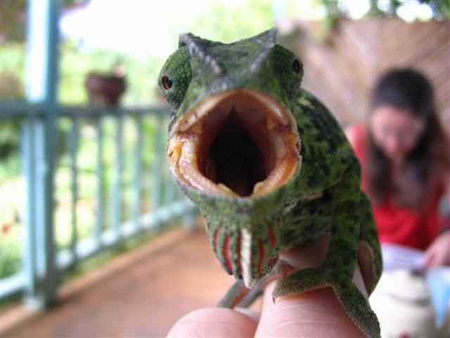 Chameleonai