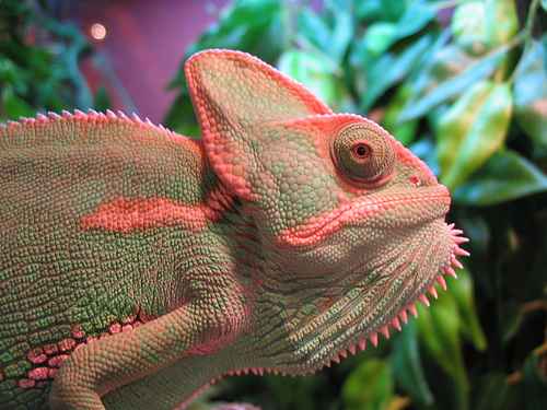 Chameleonai