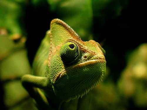 Chameleonai