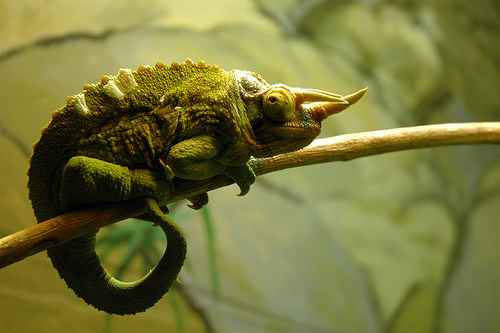 Chameleonai
