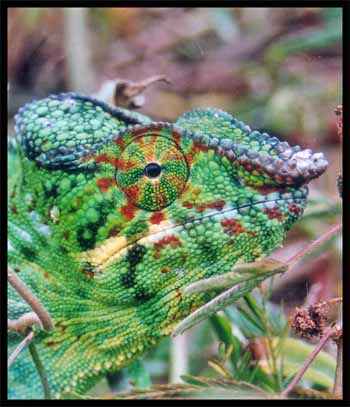 Chameleonai