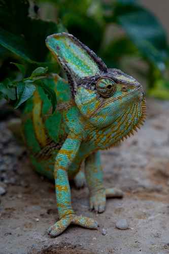 Chameleonai