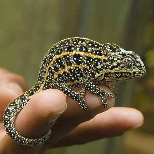 Chameleonai
