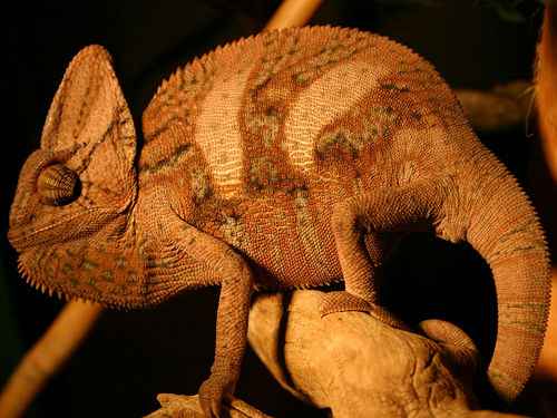Chameleonai