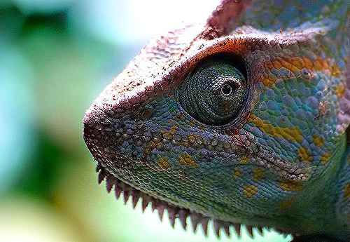 Chameleonai