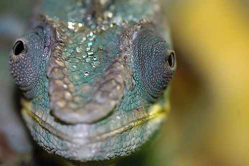 Chameleonai