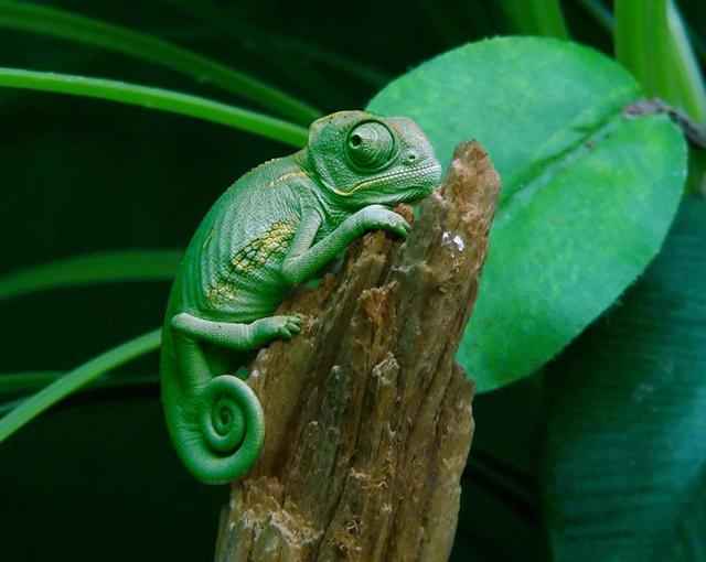 Chameleonai