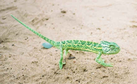 Chameleonai
