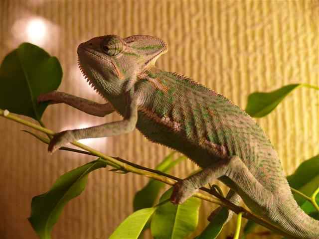 Chameleonai