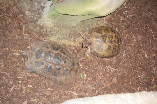 Daugpilio zoo