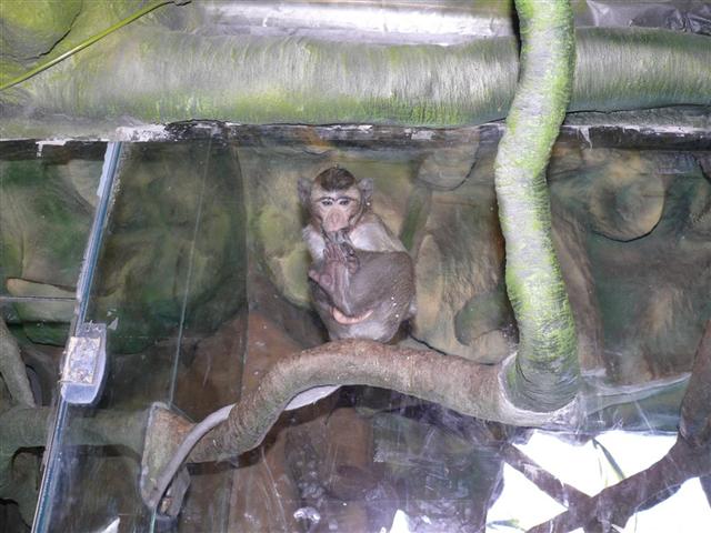 Daugpilio zoo