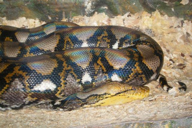 Daugpilio zoo
