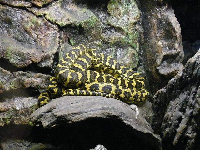 Daugpilio zoo
