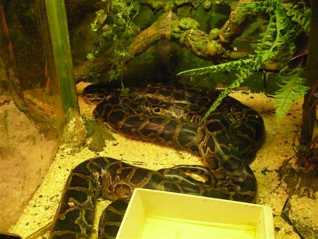 Daugpilio zoo
