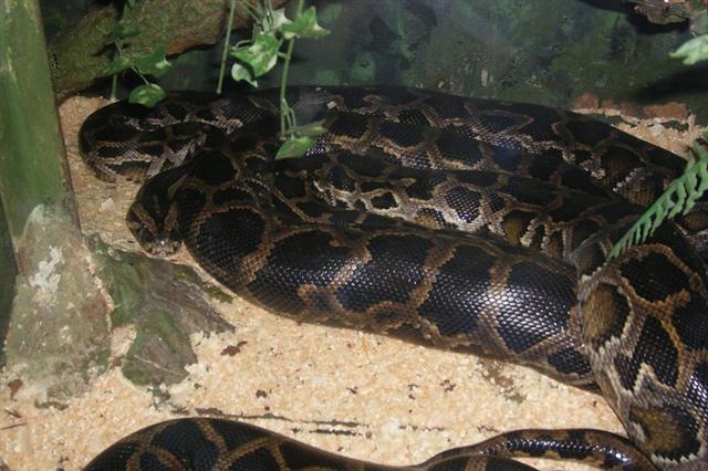 Daugpilio zoo