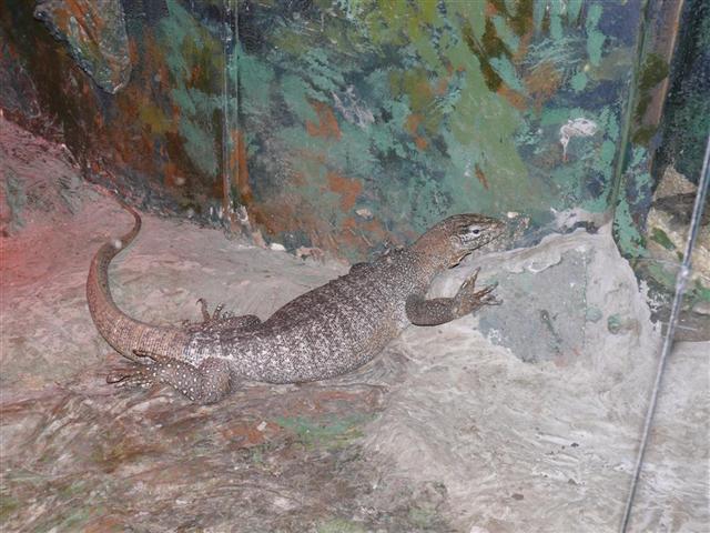 Daugpilio zoo